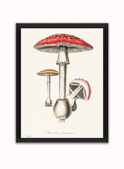 Amanita Muscaria Mushrooms Illustration Vintage Medical Botanicals Antique Art Print Botanical Wall Art Print 30x40cm Black Frame