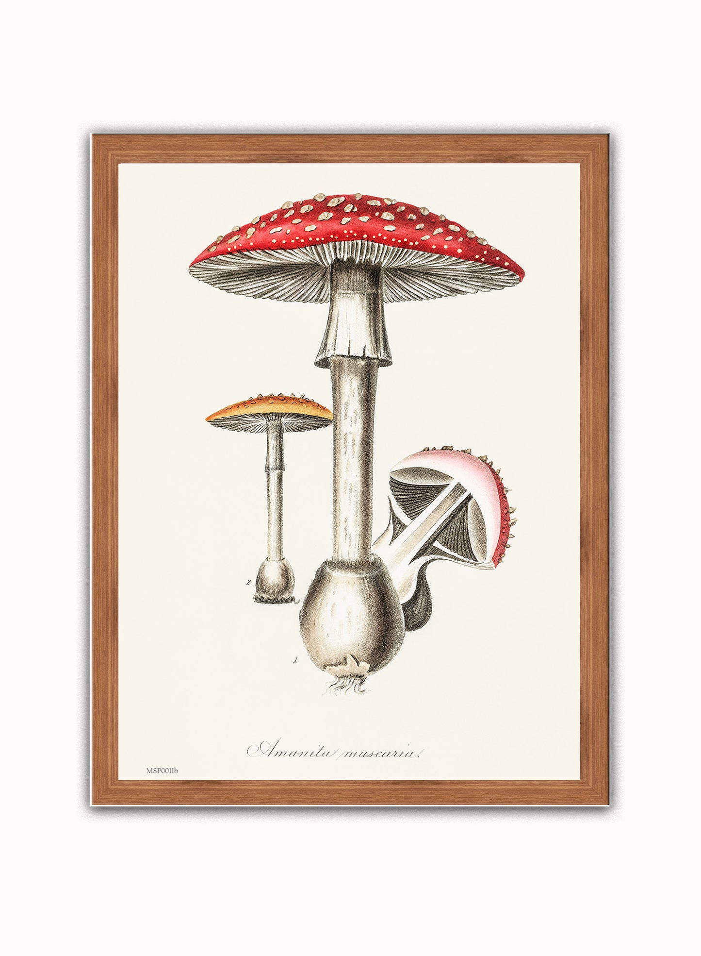 Amanita Muscaria Mushrooms Illustration Vintage Medical Botanicals Antique Art Print Botanical Wall Art Print 30x40cm Dark Wood