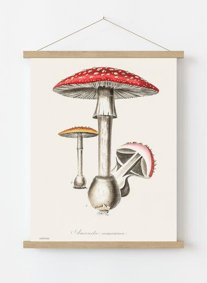 Amanita Muscaria Mushrooms Illustration Vintage Medical Botanicals Antique Art Print Botanical Wall Art Print 30x40cm Hanger