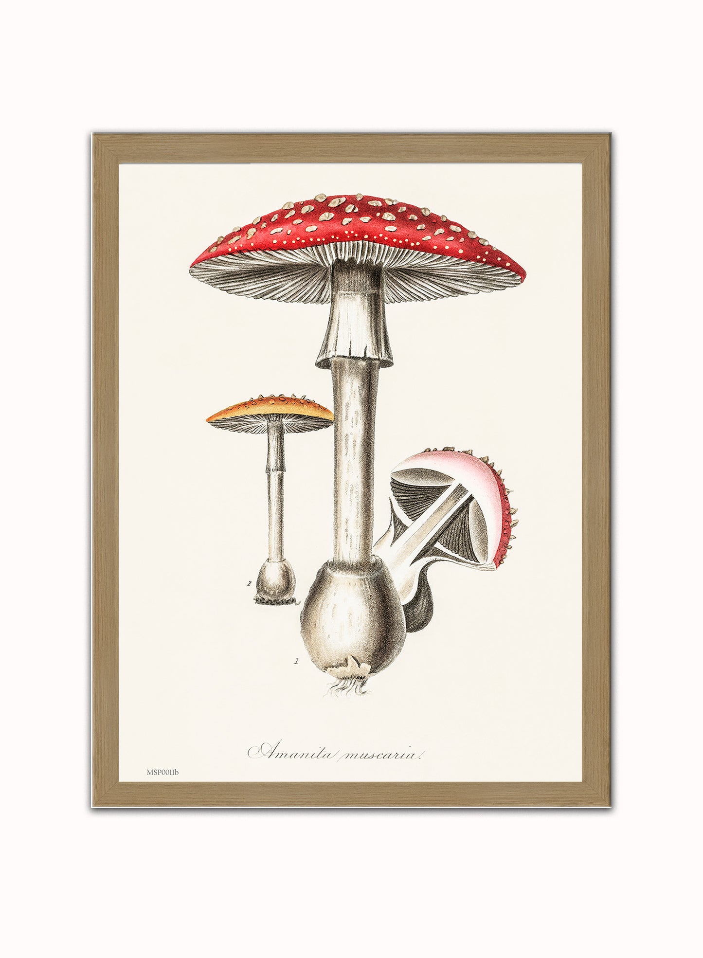 Amanita Muscaria Mushrooms Illustration Vintage Medical Botanicals Antique Art Print Botanical Wall Art Print 30x40cm Light Wood