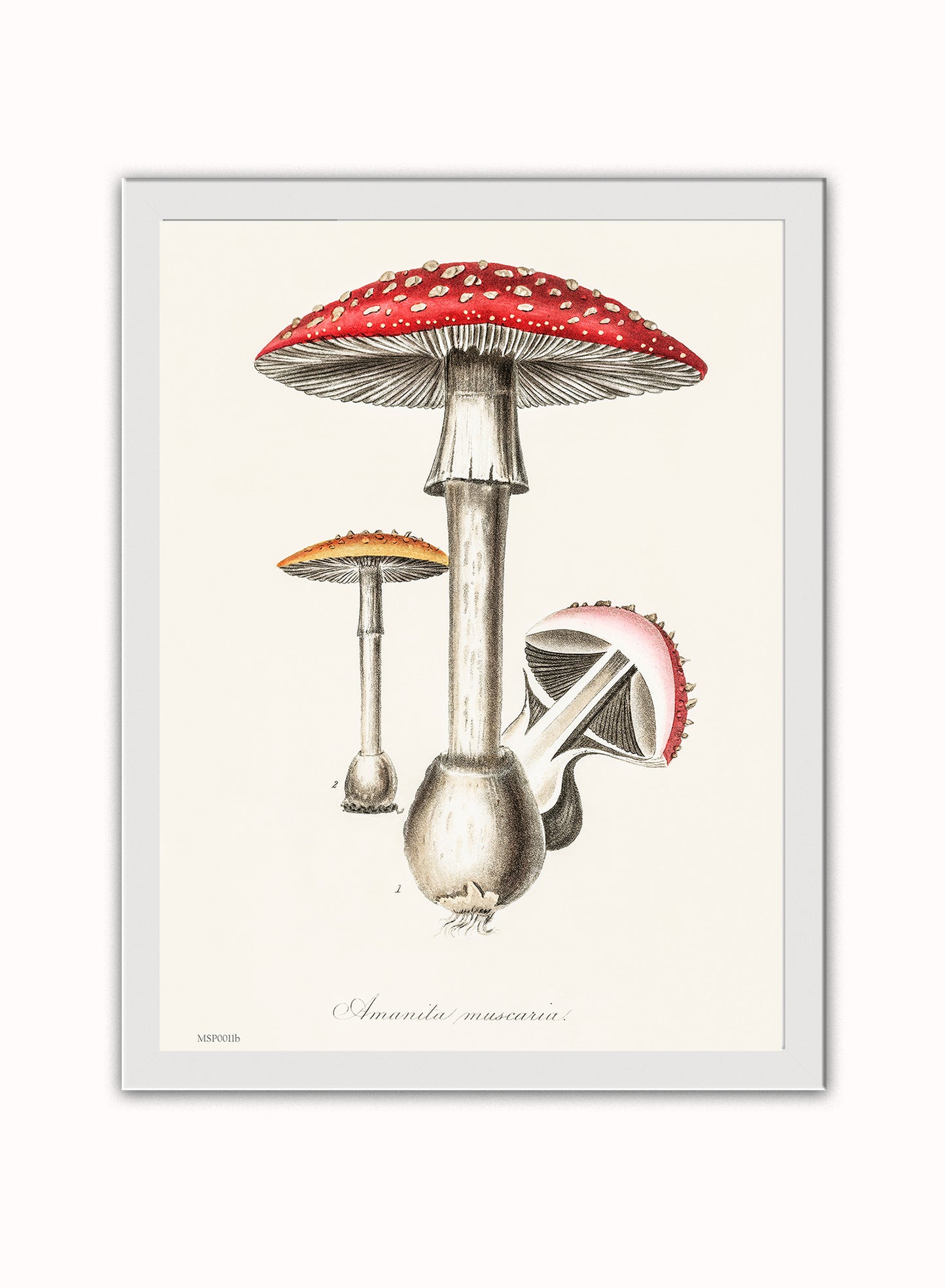 Amanita Muscaria Mushrooms Illustration Vintage Medical Botanicals Antique Art Print Botanical Wall Art Print 30x40cm White Frame