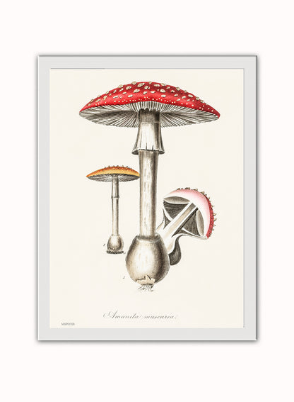 Amanita Muscaria Mushrooms Illustration Vintage Medical Botanicals Antique Art Print Botanical Wall Art Print 30x40cm White Frame
