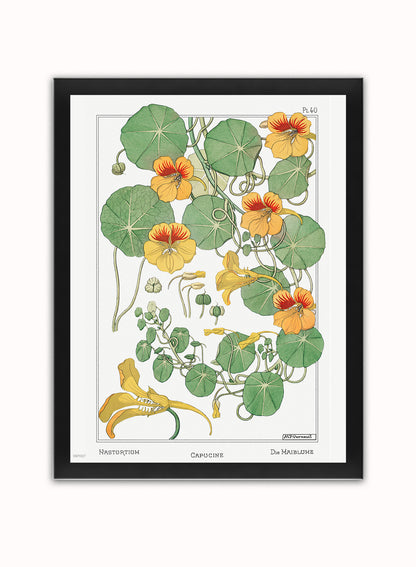 Botanical Print – Maurice Pillard Verneuil. Botanical Wall Art 30x40cm Black Frame