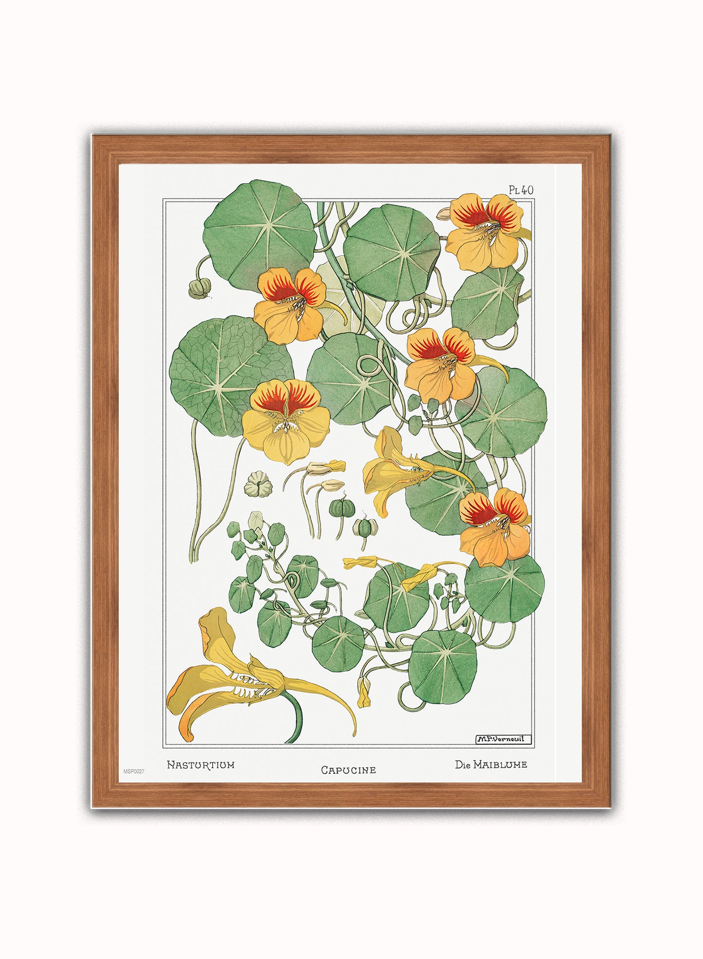 Botanical Print – Maurice Pillard Verneuil. Botanical Wall Art 30x40cm Dark Wood