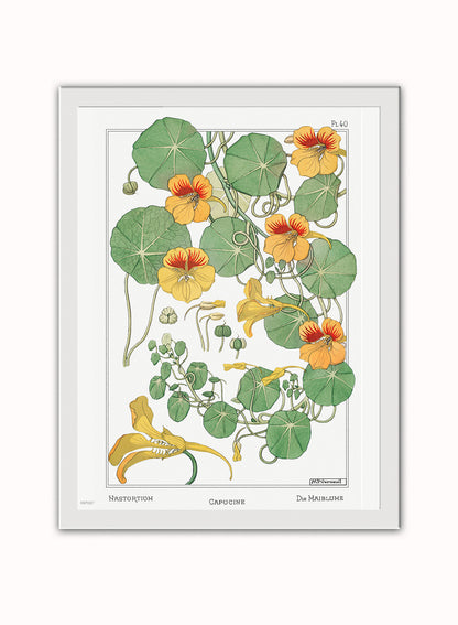 Botanical Print – Maurice Pillard Verneuil. Botanical Wall Art 30x40cm White Frame