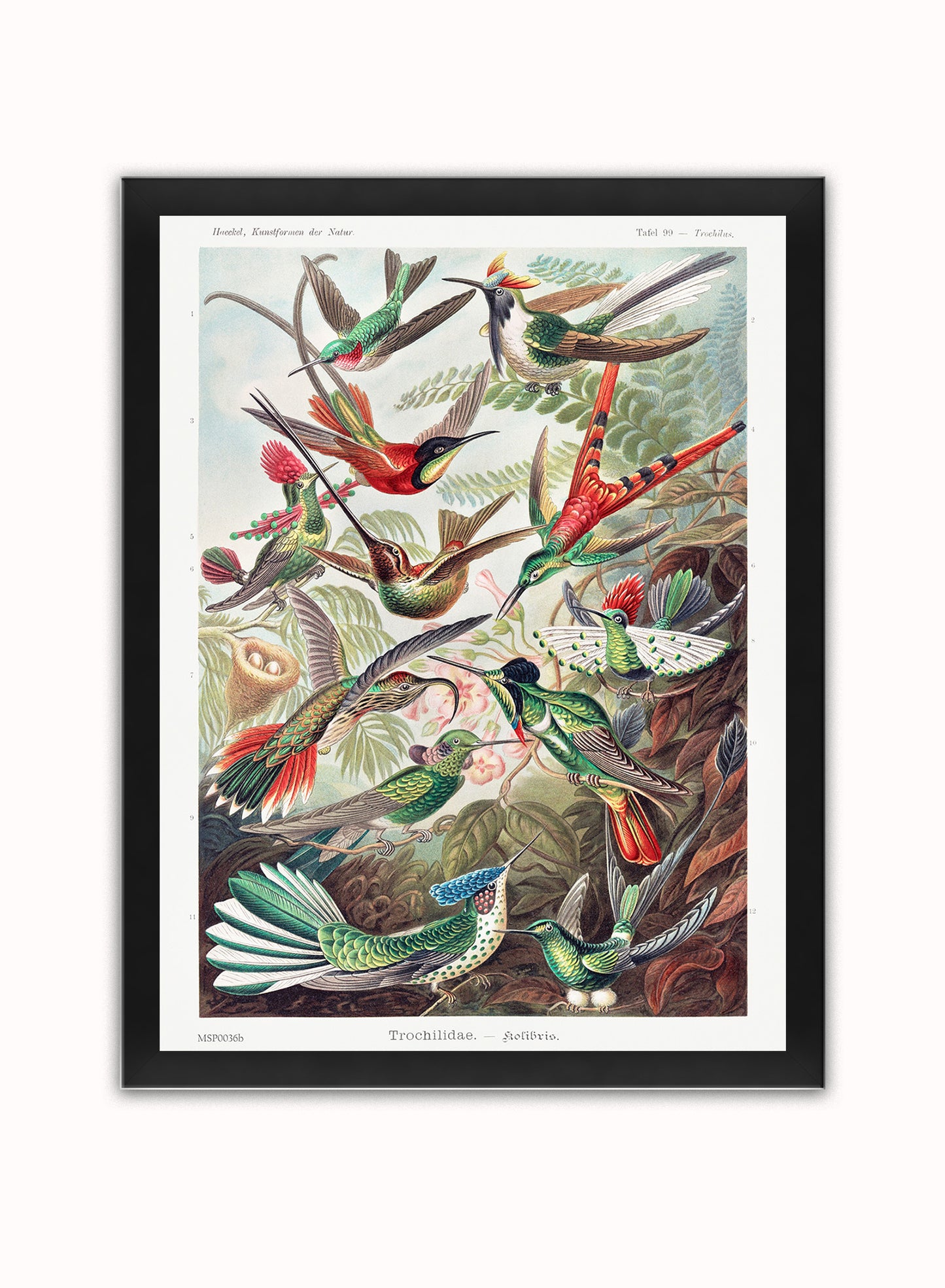 Trochilidae (hummingbirds) by Ernst Haeckel Print – Ernst Haeckel Vintage Art Wall Art 30x40cm Black Frame