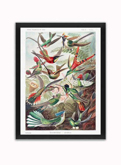 Trochilidae (hummingbirds) by Ernst Haeckel Print – Ernst Haeckel Vintage Art Wall Art 30x40cm Black Frame