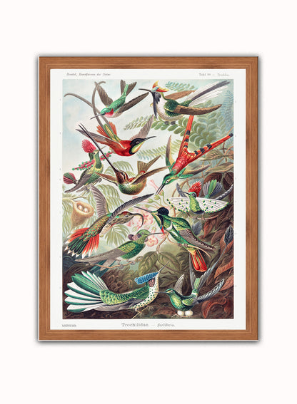 Trochilidae (hummingbirds) by Ernst Haeckel Print – Ernst Haeckel Vintage Art Wall Art 30x40cm Dark Wood