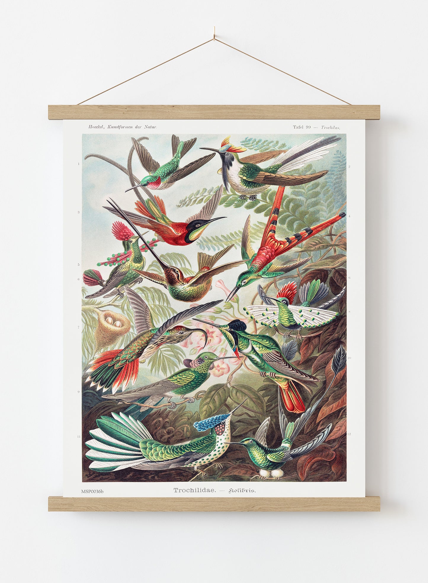 Trochilidae (hummingbirds) by Ernst Haeckel Print – Ernst Haeckel Vintage Art Wall Art 30x40cm Hanger