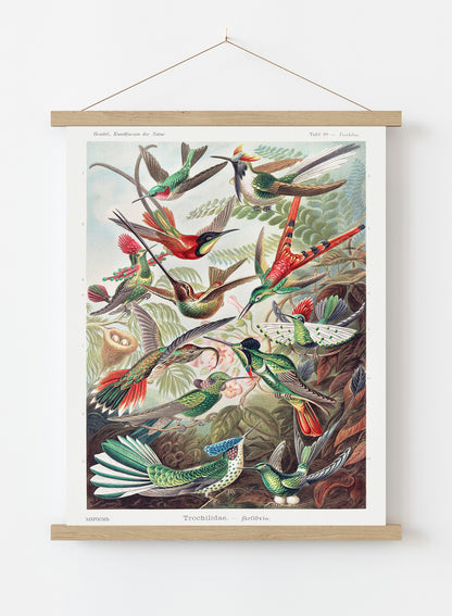 Trochilidae (hummingbirds) by Ernst Haeckel Print – Ernst Haeckel Vintage Art Wall Art 30x40cm Hanger