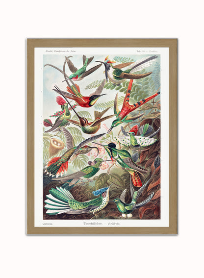 Trochilidae (hummingbirds) by Ernst Haeckel Print – Ernst Haeckel Vintage Art Wall Art 30x40cm Light Wood