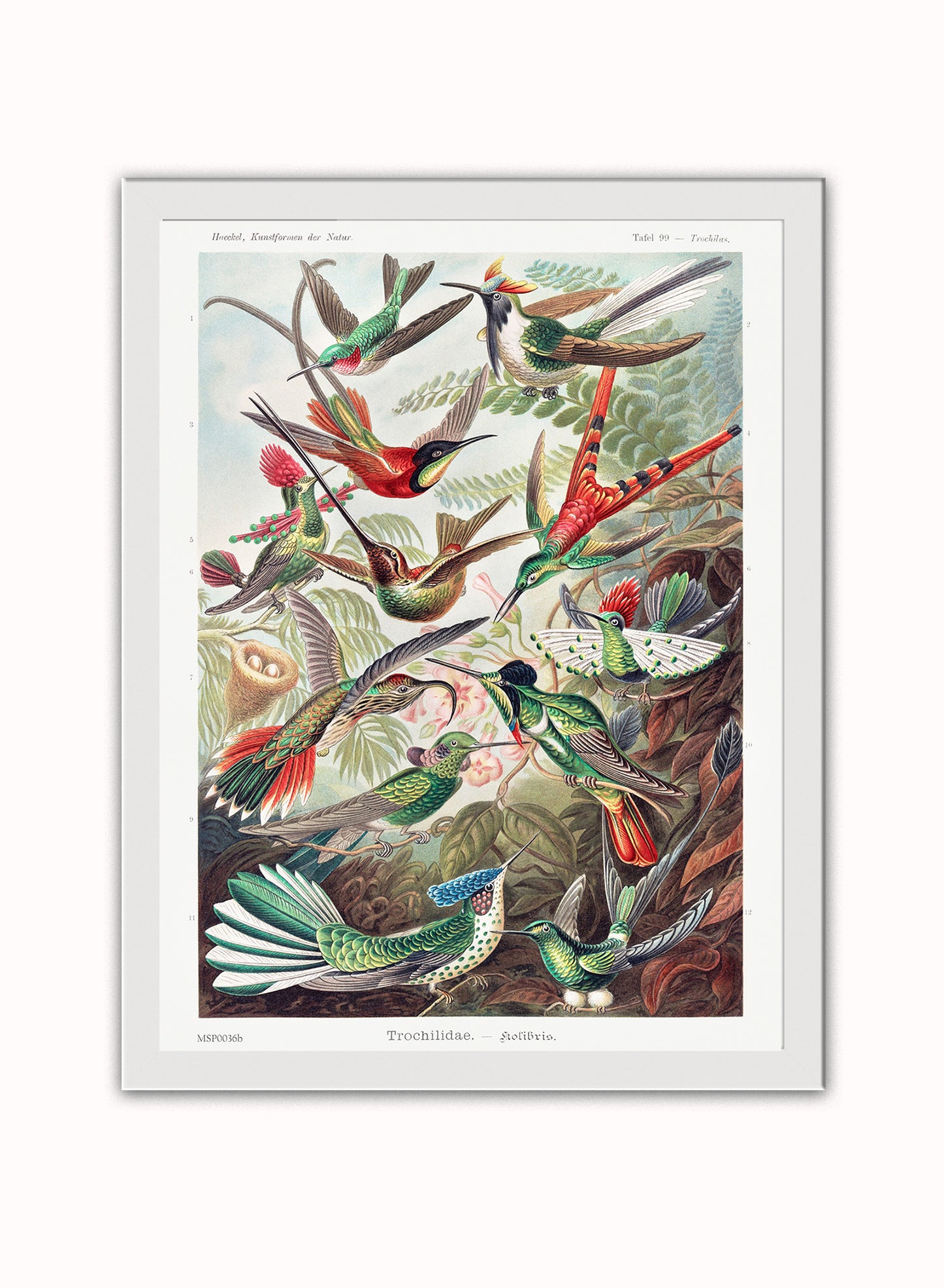 Trochilidae (hummingbirds) by Ernst Haeckel Print – Ernst Haeckel Vintage Art Wall Art 30x40cm White Frame