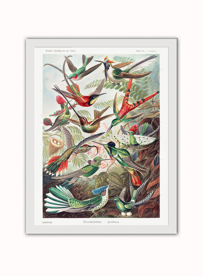 Trochilidae (hummingbirds) by Ernst Haeckel Print – Ernst Haeckel Vintage Art Wall Art 30x40cm White Frame