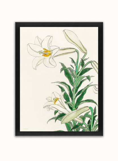 White Lily by Ohara Koson 1900 - 1945 Japenese Poster Art Print Print – Ohara Koson Vintage Poster Wall Art 30x40cm Black Frame