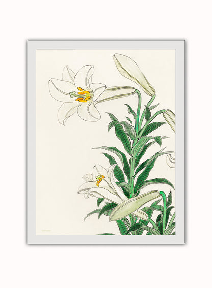White Lily by Ohara Koson 1900 - 1945 Japenese Poster Art Print Print – Ohara Koson Vintage Poster Wall Art 30x40cm White Frame