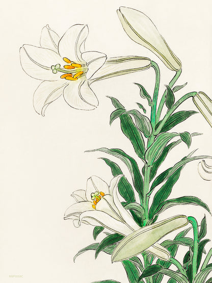 White Lily by Ohara Koson 1900 - 1945 Japenese Poster Art Print 30x40cm