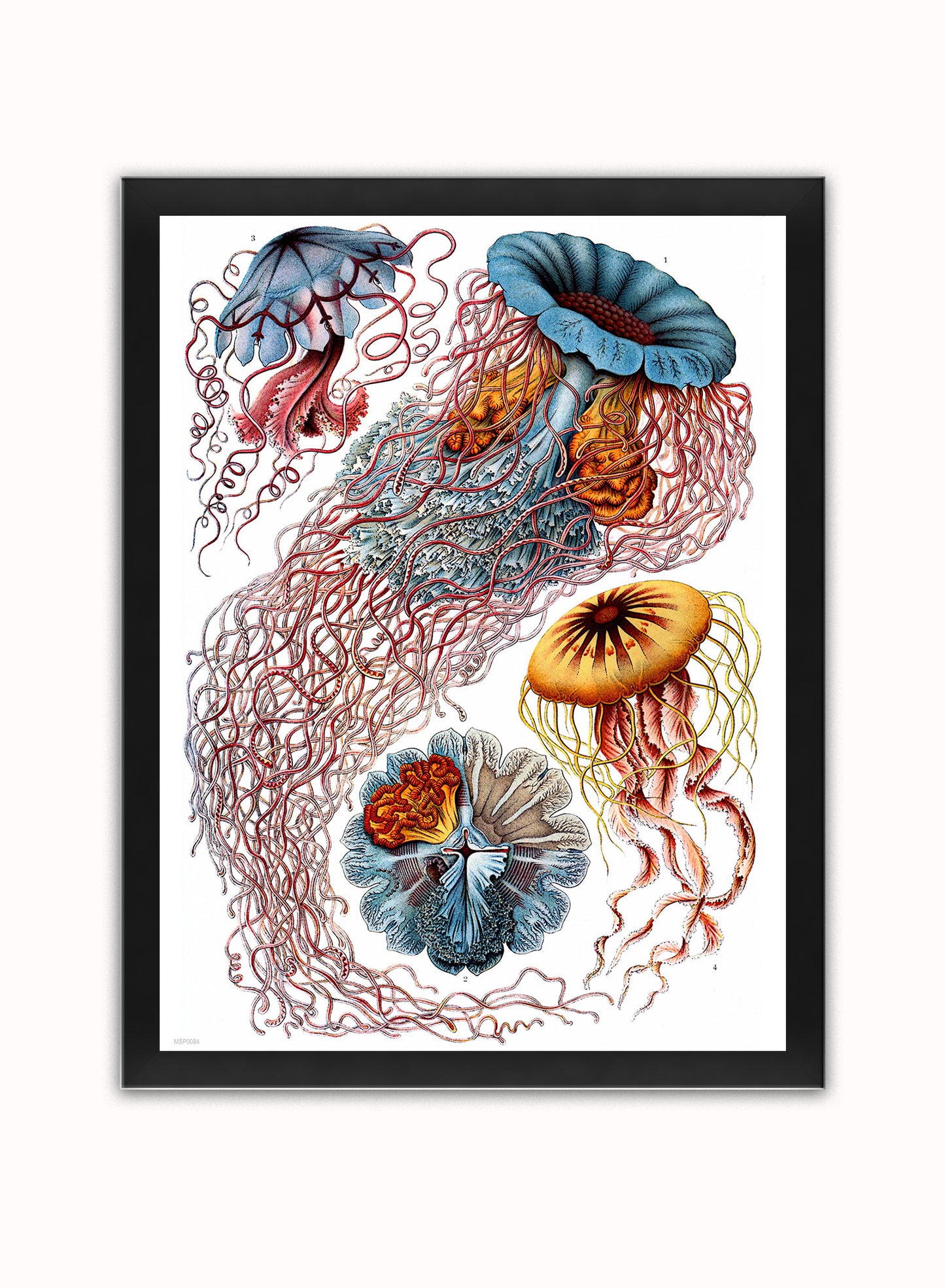 Jellyfish Natural History Vintage Poster Wall Art Print 30x40cm Black Frame