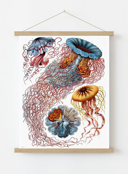 Jellyfish Natural History Vintage Poster Wall Art Print 30x40cm Hanger