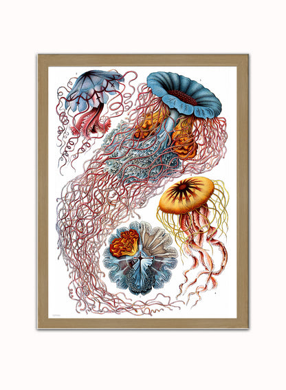 Jellyfish Natural History Vintage Poster Wall Art Print 30x40cm Light Wood