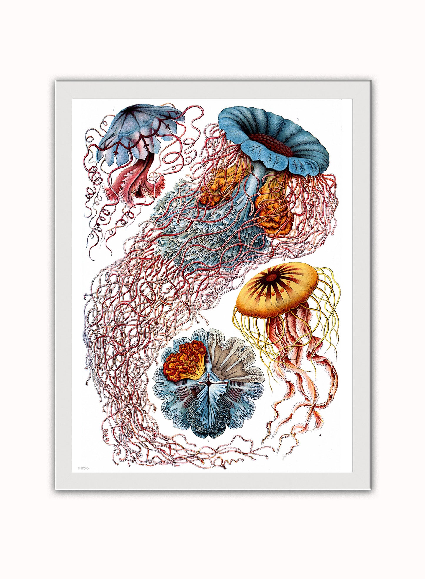 Jellyfish Natural History Vintage Poster Wall Art Print 30x40cm White Frame