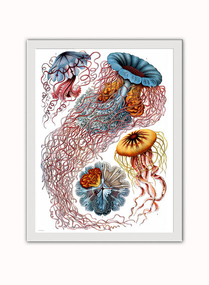 Jellyfish Natural History Vintage Poster Wall Art Print 30x40cm White Frame