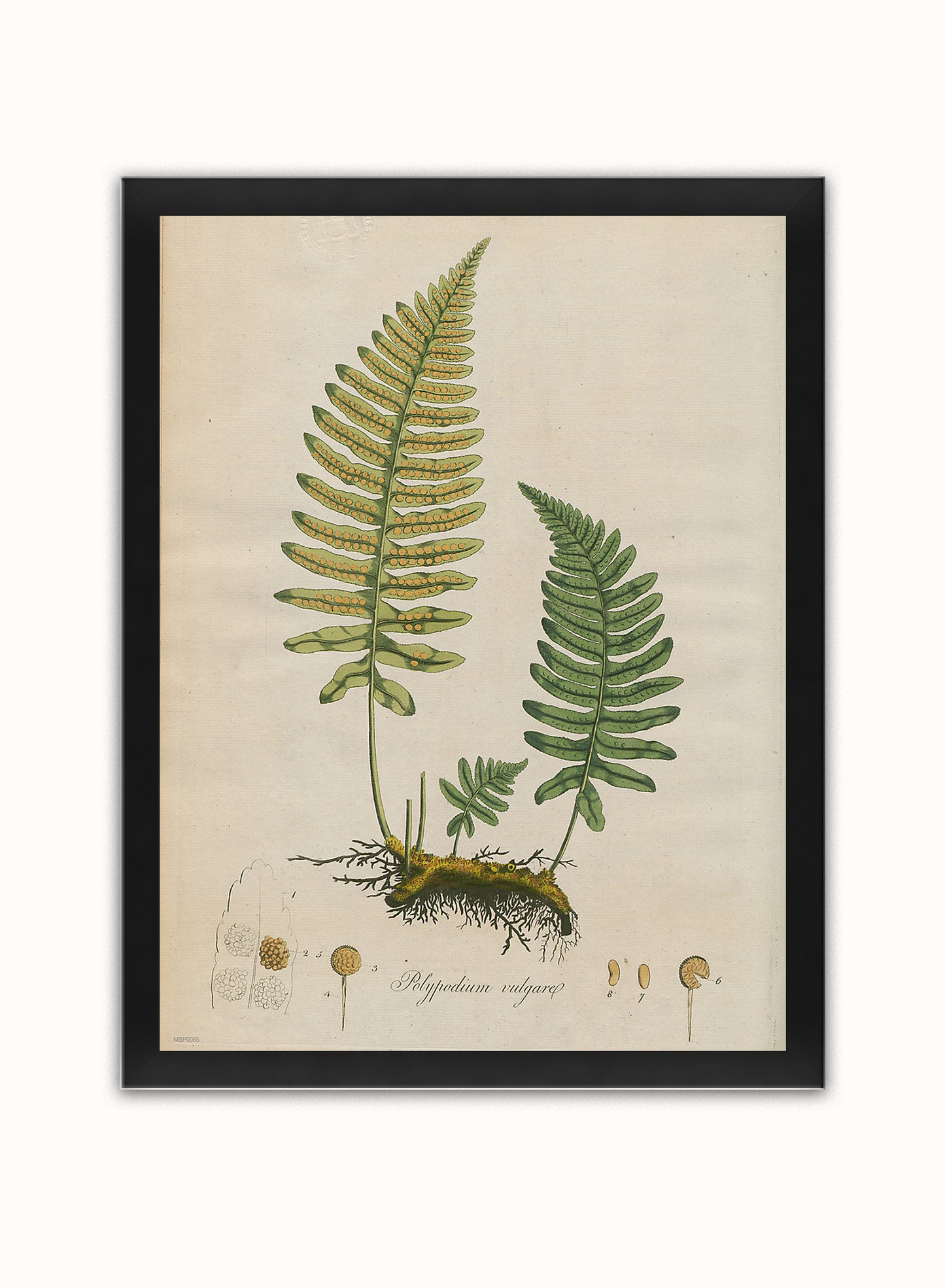 Polypodium Vulgare Fern Natural History Vintage Poster Wall Art Print 30x40cm Black Frame