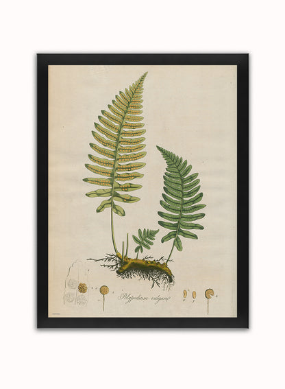 Polypodium Vulgare Fern Natural History Vintage Poster Wall Art Print 30x40cm Black Frame