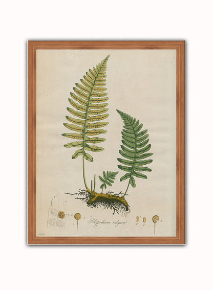 Polypodium Vulgare Fern Natural History Vintage Poster Wall Art Print 30x40cm Dark Wood