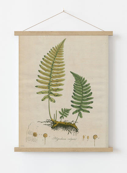 Polypodium Vulgare Fern Natural History Vintage Poster Wall Art Print 30x40cm Hanger