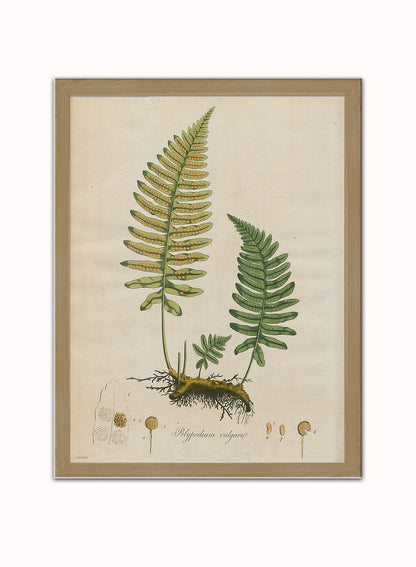 Polypodium Vulgare Fern Natural History Vintage Poster Wall Art Print 30x40cm Light Wood