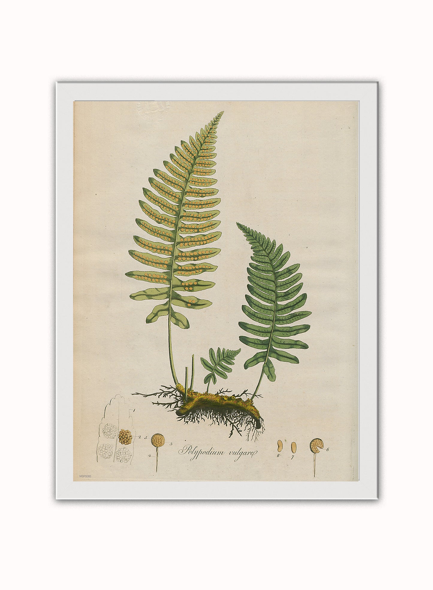 Polypodium Vulgare Fern Natural History Vintage Poster Wall Art Print 30x40cm White Frame