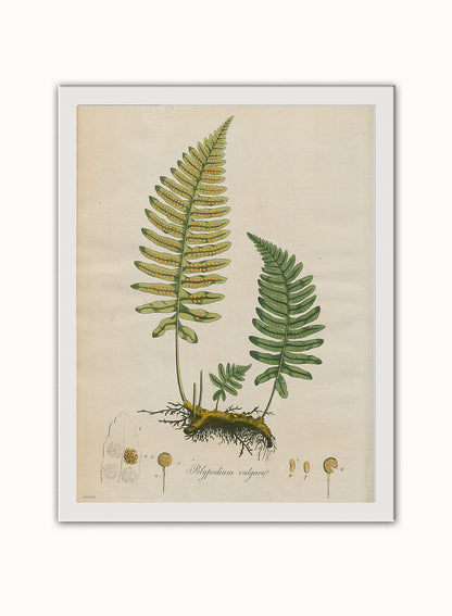 Polypodium Vulgare Fern Natural History Vintage Poster Wall Art Print 30x40cm White Frame