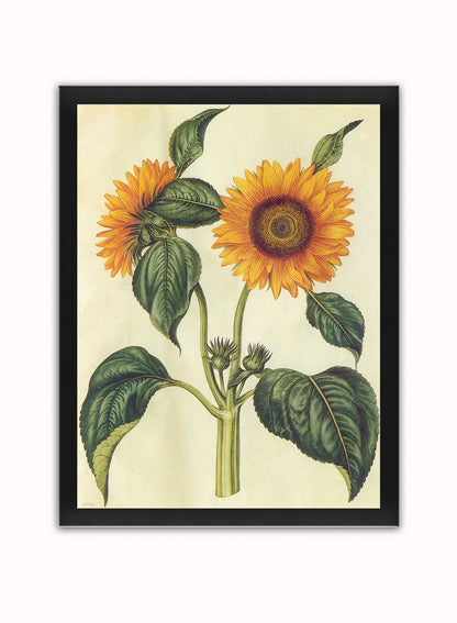 Sunflower Natural History Botanical Wall Art Print 30x40cm Black Frame