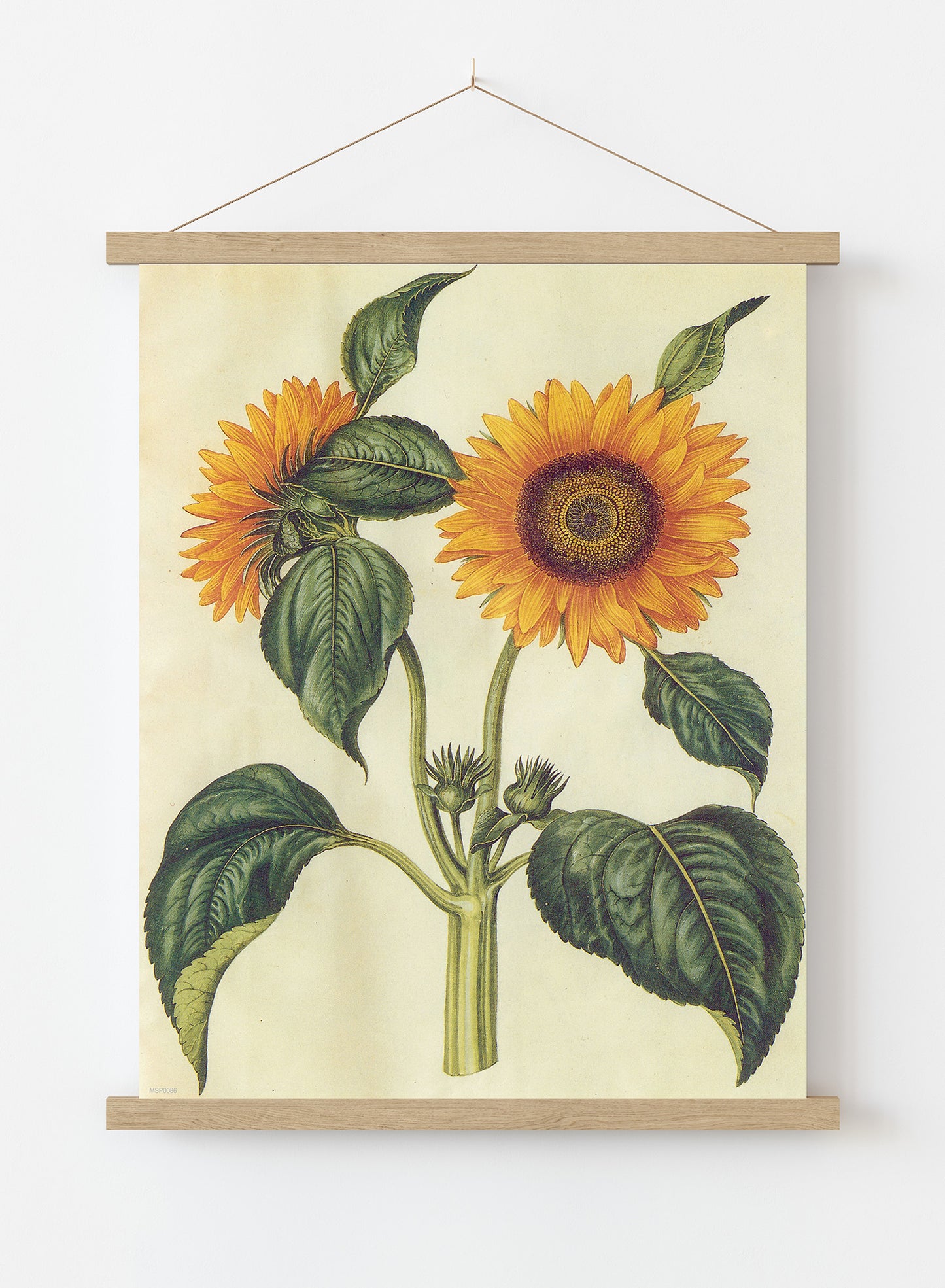 Sunflower Natural History Botanical Wall Art Print 30x40cm Hanger