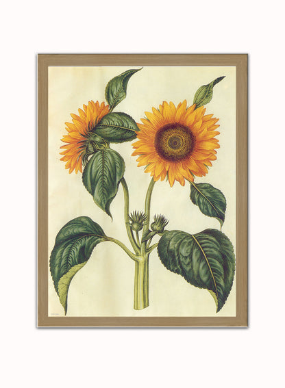 Sunflower Natural History Botanical Wall Art Print 30x40cm Light Wood