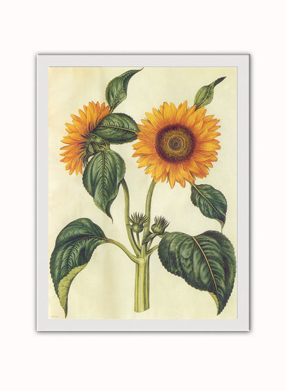 Sunflower Natural History Botanical Wall Art Print 30x40cm White Frame