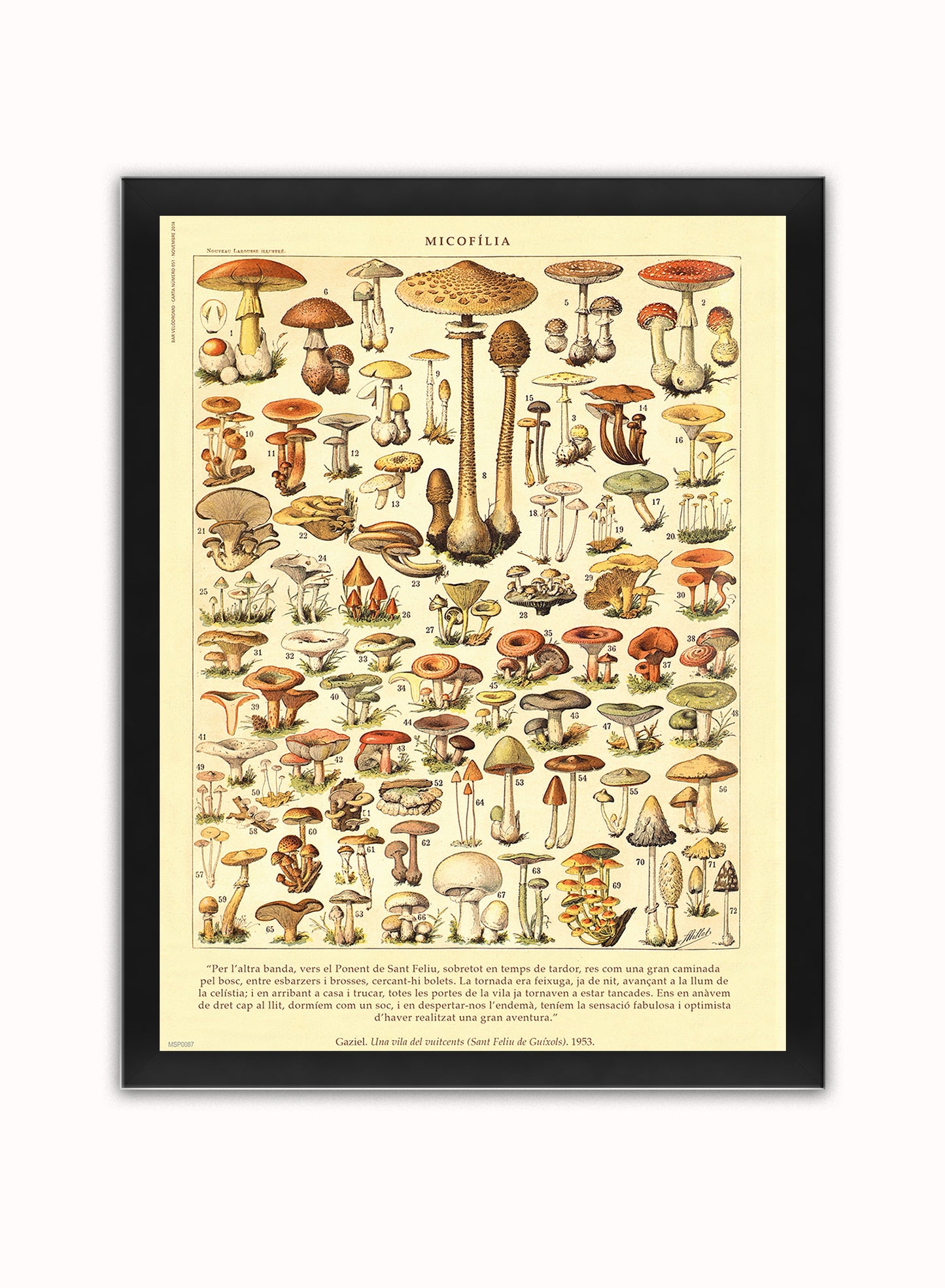 Mushrooms Natural History Vintage Poster Wall Art Print 30x40cm Black Frame