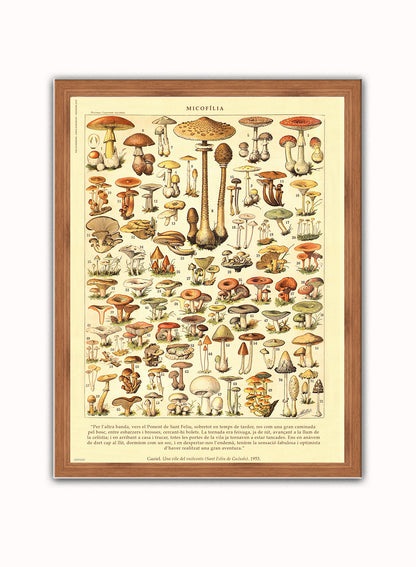 Mushrooms Natural History Vintage Poster Wall Art Print 30x40cm Dark Wood