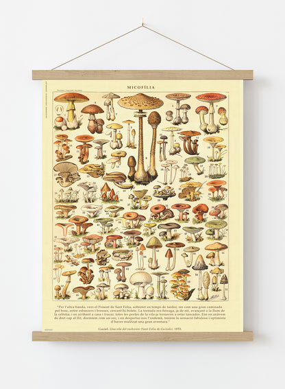 Mushrooms Natural History Vintage Poster Wall Art Print 30x40cm Hanger