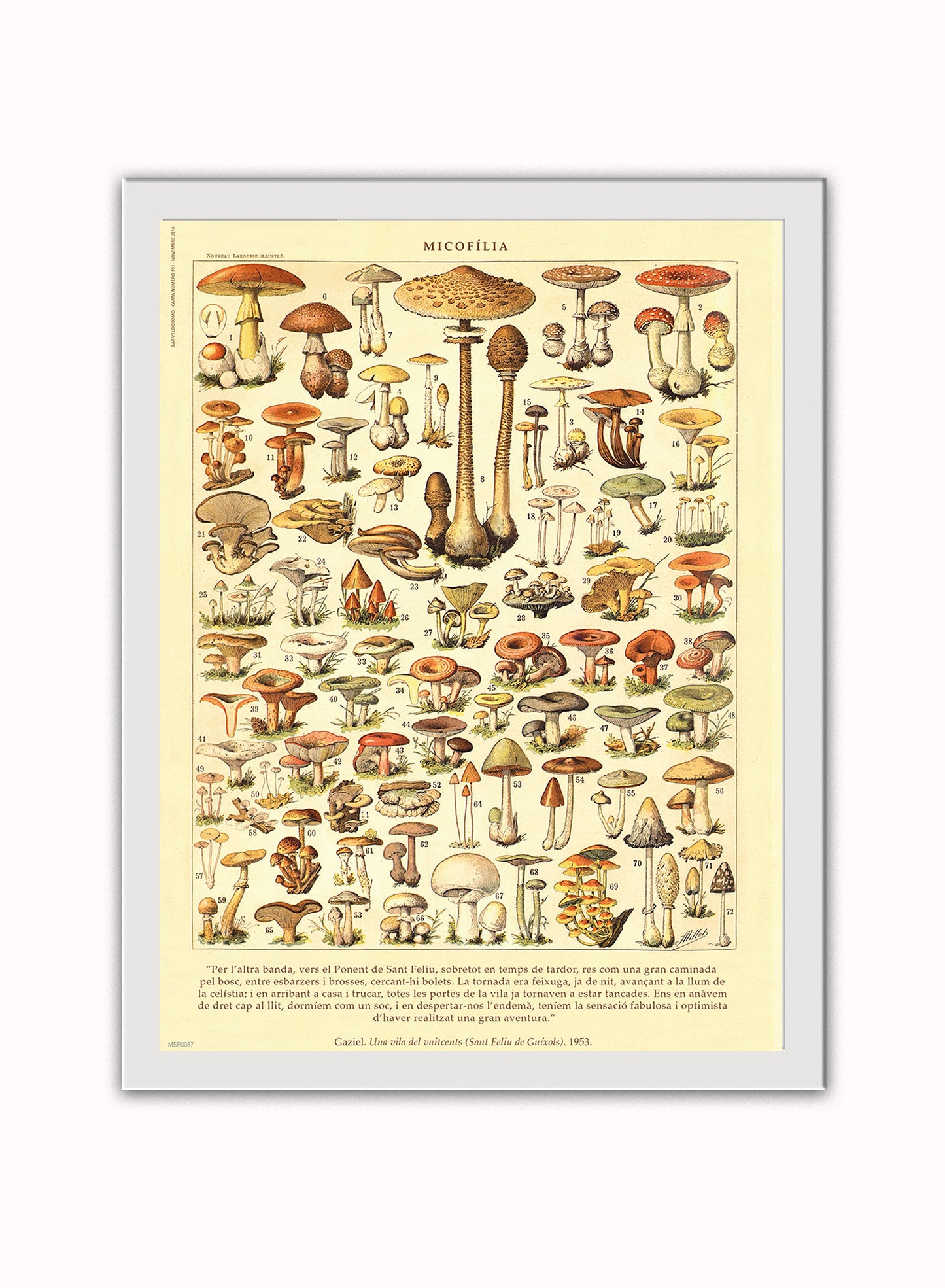 Mushrooms Natural History Vintage Poster Wall Art Print 30x40cm White Frame