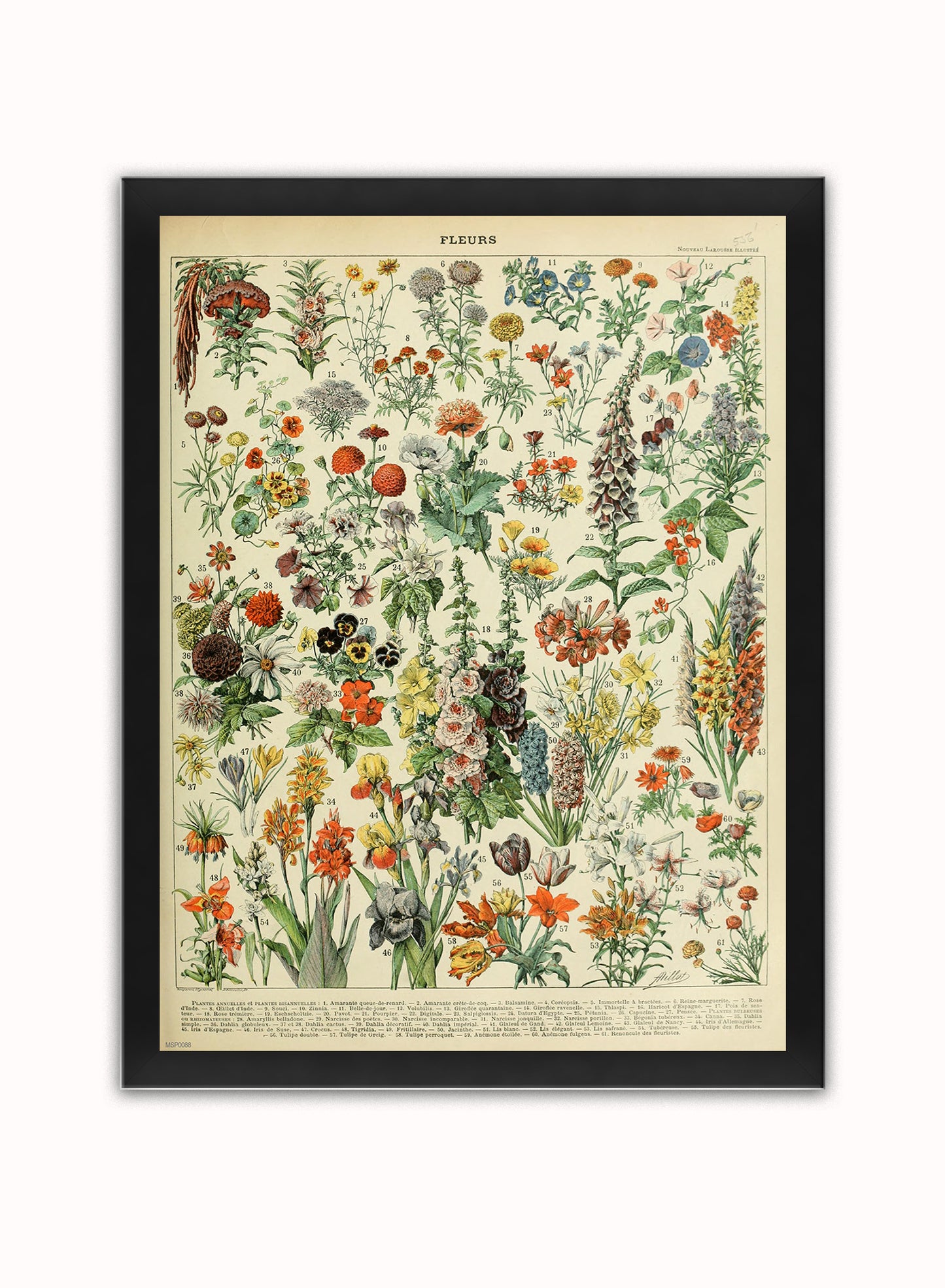 Flowers Natural History Botanical Wall Art Print 30x40cm Black Frame
