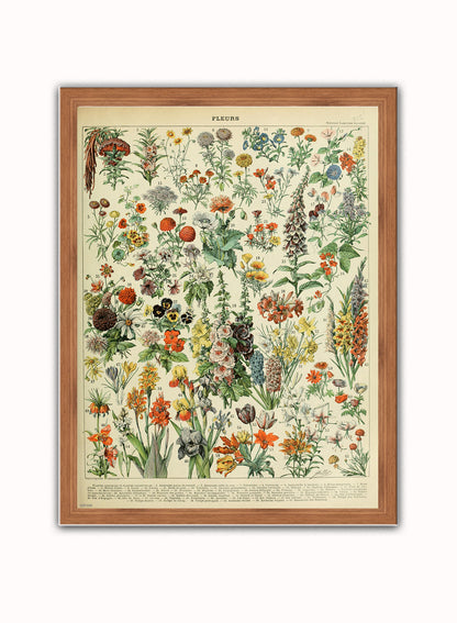 Flowers Natural History Botanical Wall Art Print 30x40cm Dark Wood