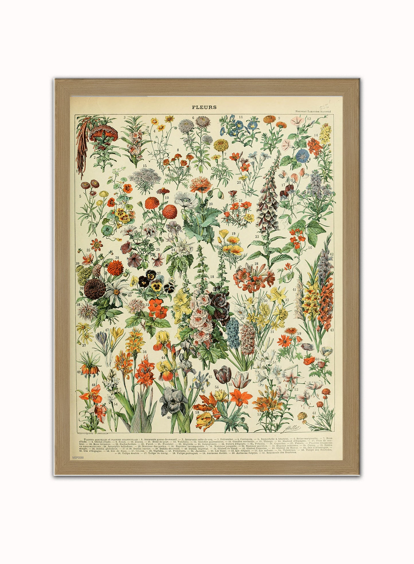Flowers Natural History Botanical Wall Art Print 30x40cm Light Wood