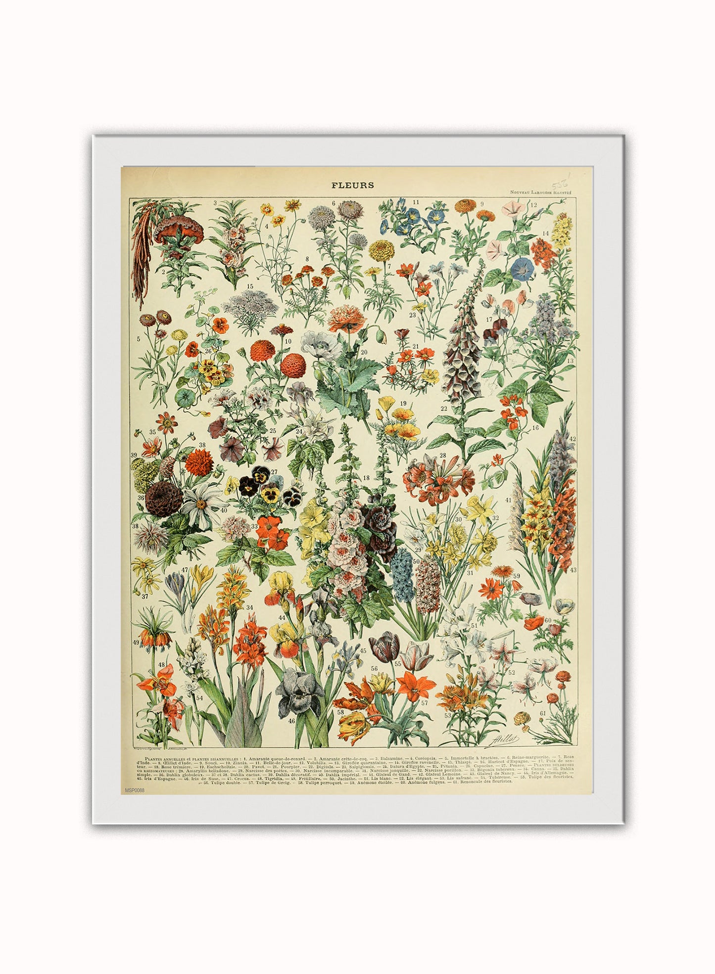 Flowers Natural History Botanical Wall Art Print 30x40cm White Frame