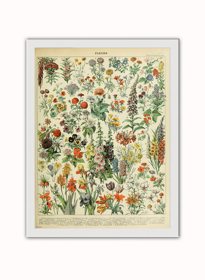 Flowers Natural History Botanical Wall Art Print 30x40cm White Frame