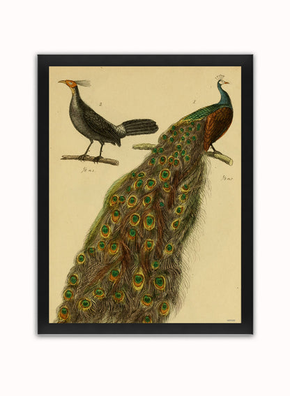 Peacocks Natural History Vintage Poster Wall Art Print 30x40cm Black Frame