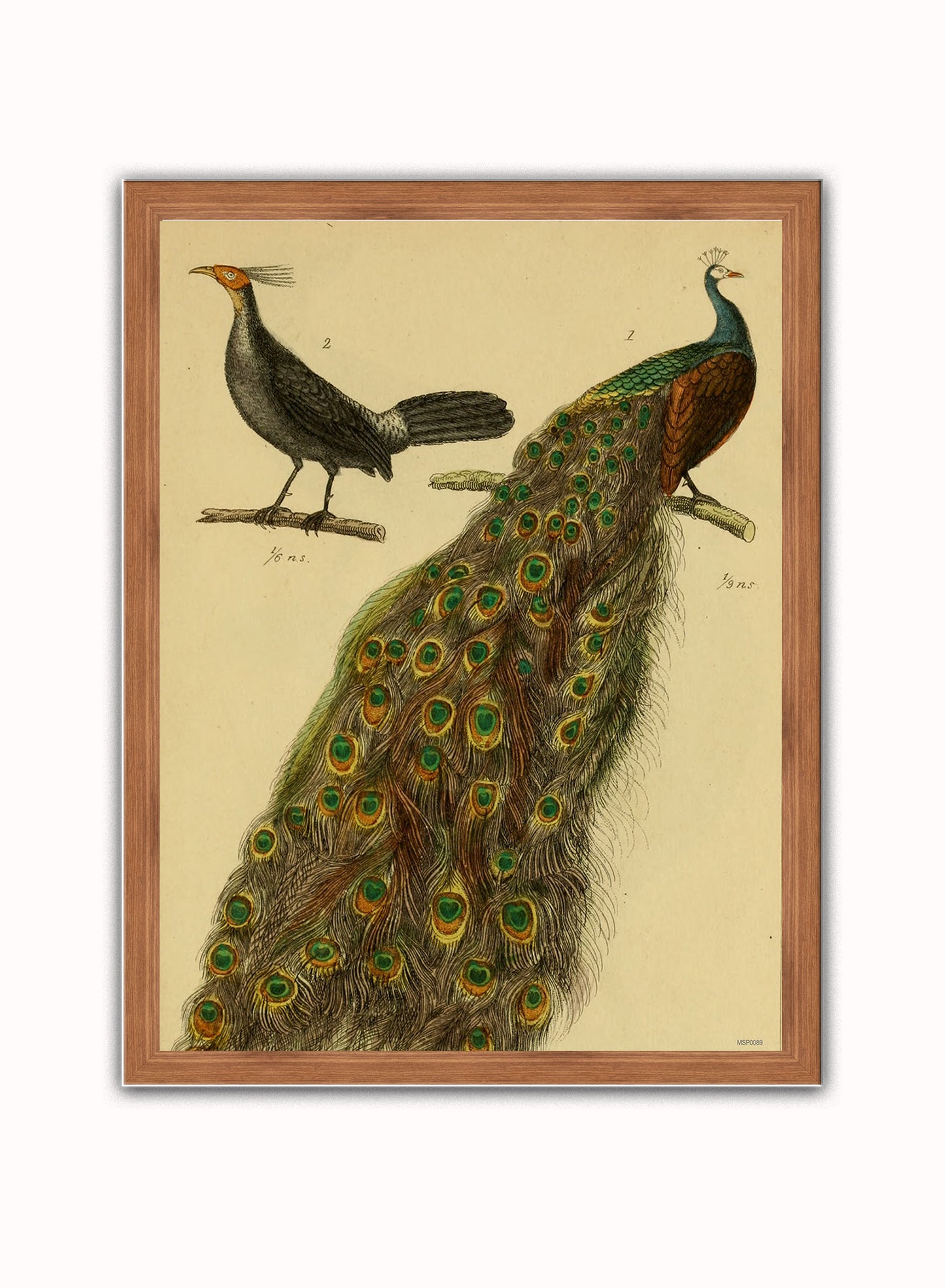 Peacocks Natural History Vintage Poster Wall Art Print 30x40cm Dark Wood