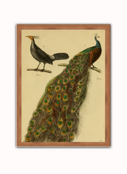 Peacocks Natural History Vintage Poster Wall Art Print 30x40cm Dark Wood