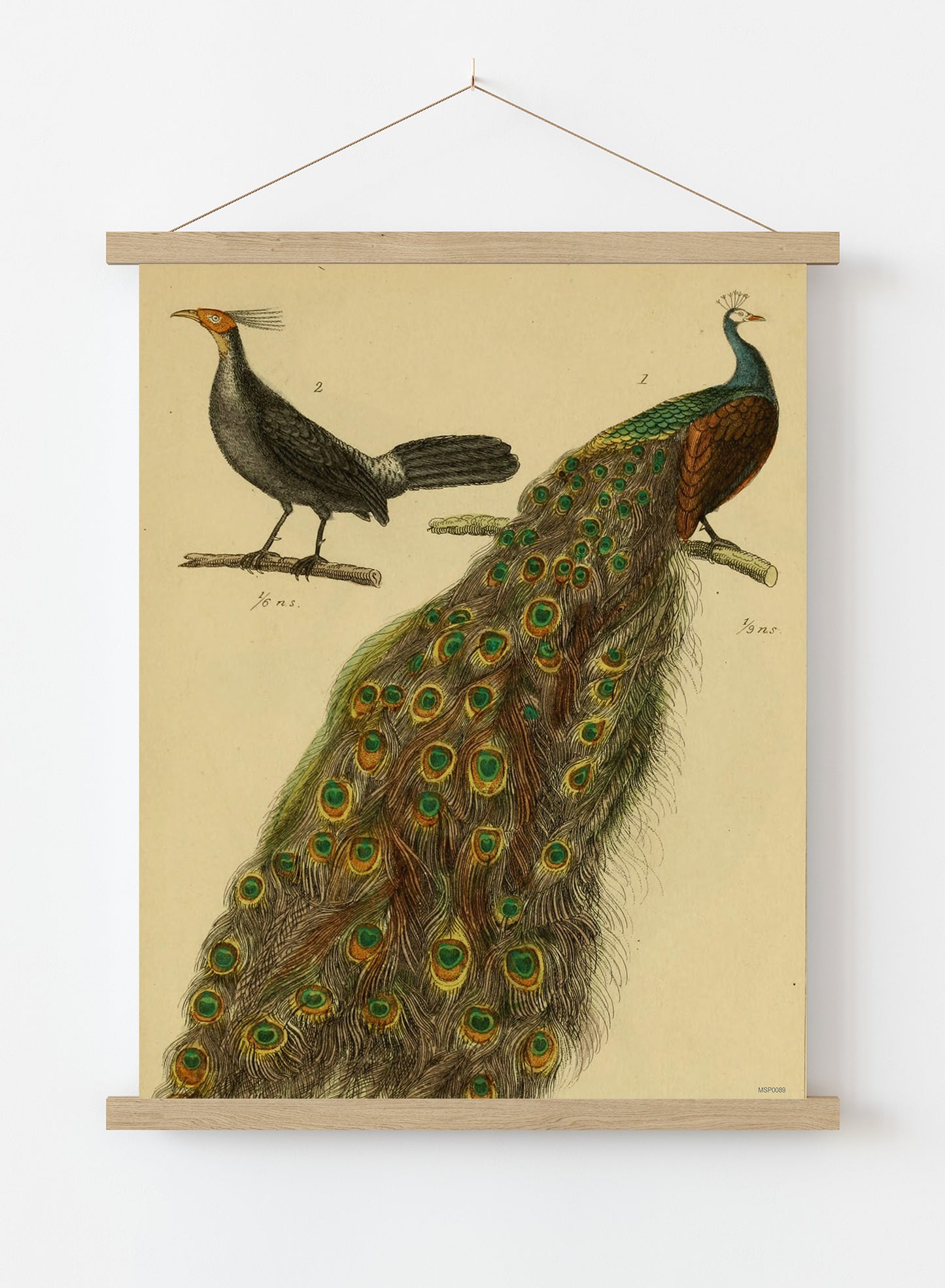 Peacocks Natural History Vintage Poster Wall Art Print 30x40cm Hanger