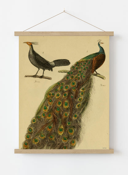Peacocks Natural History Vintage Poster Wall Art Print 30x40cm Hanger